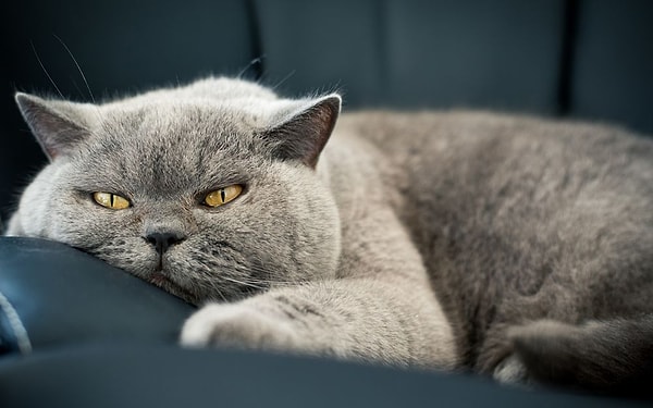 9. Вы предпочитаете проводить время дома или куда-то выбираться?