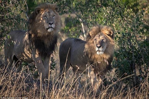 Vahşi yaşam fotoğrafçısı Londra kökenli Paul Goldstein, iki erkek aslanın birbirleriyle cinsel anlamda yakınlaştığını gösteren bu anı adım adım fotoğrafladı.