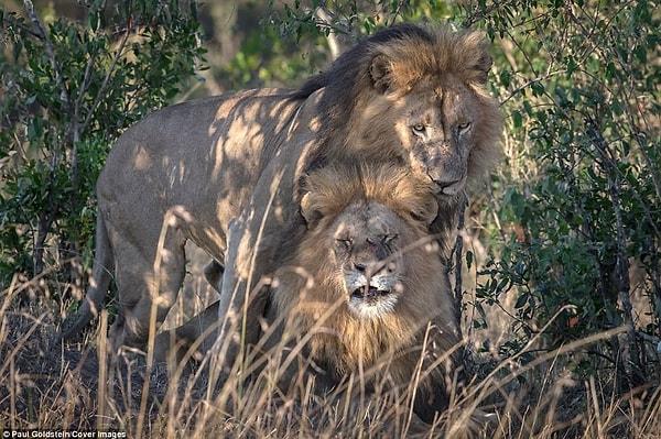 Fotoğrafçı bu ikiliyi öncelikle yan yana dururken gördüğünü söyledi. İki aslanı gözlemlerken birbirlerinin üzerine çıktıklarını ekledi.