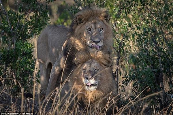 Erkek aslanların cinsel olarak yakınlaşmaları çok nadir gözlenen bir durum olsa da, ilk kez karşımıza çıkmıyor aslında.