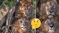 Homoseksüellik Yalnızca İnsanlara Özgü Değil: Kenya'da İki Erkek Aslan Çiftleşirken Görüntülendi!