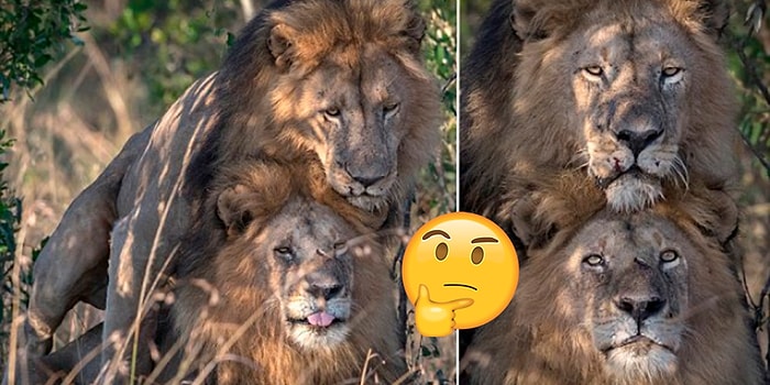 Homoseksüellik Yalnızca İnsanlara Özgü Değil: Kenya'da İki Erkek Aslan Çiftleşirken Görüntülendi!