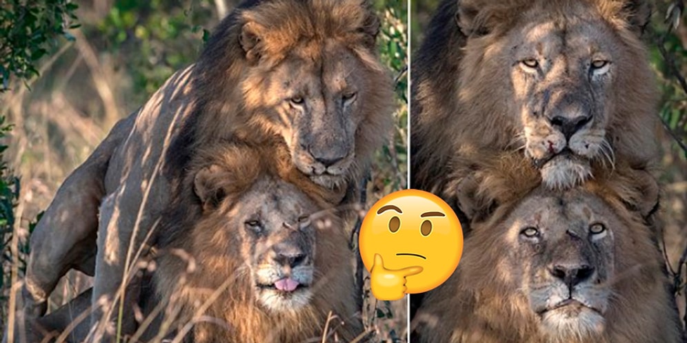 Homoseksüellik Yalnızca İnsanlara Özgü Değil: Kenya'da İki Erkek Aslan Çiftleşirken Görüntülendi!