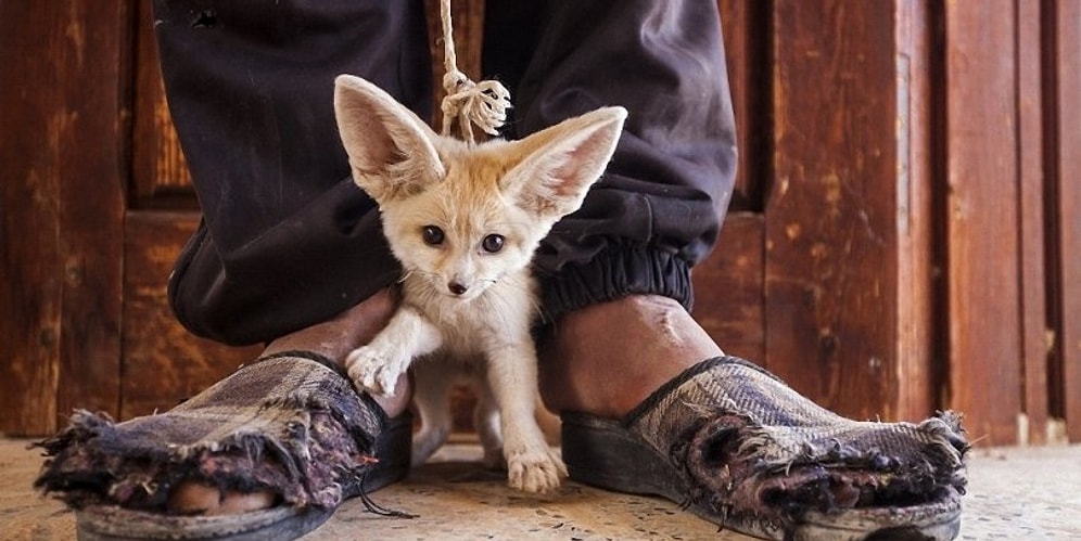 Фотопроект о незаконной торговле животным не оставит вас равнодушными!
