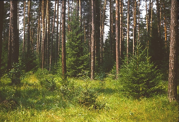 ВЫ СДЕЛАЛИ ЭТО! ВЫ ВЫБРАЛИСЬ ИЗ ЛЕСА!