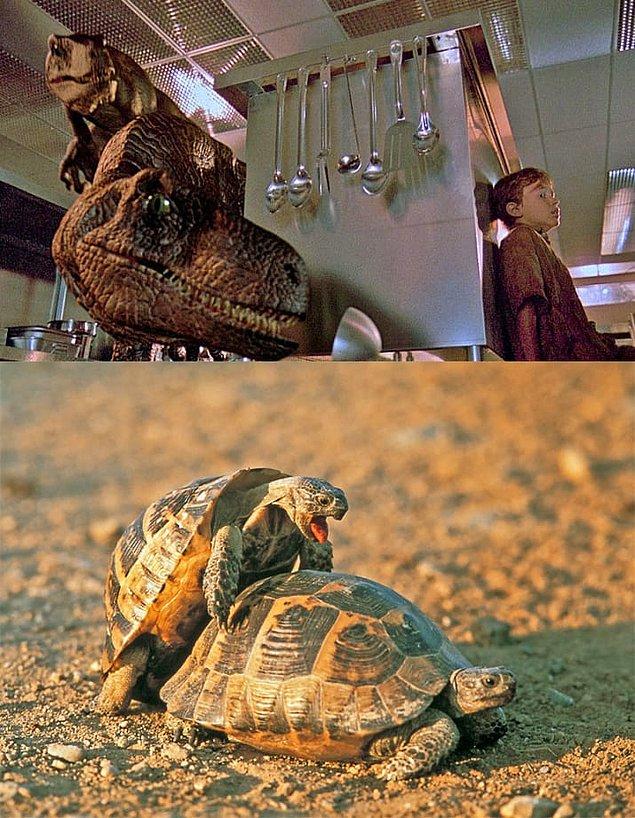 16. Jurassic Park filminde velociraptor dinazor türü için kullandıkları ses aslında iki kaplumbağanın seviştiği sırada çıkardığı seslerden kaydedildi.