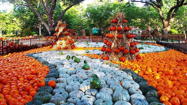 Гости могут путешествовать по Тыквенной деревушке, шагая по настоящей дороге из желтого кирпича, ...