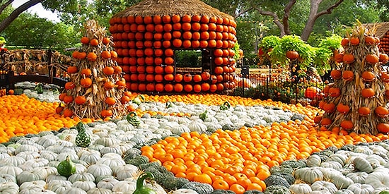 Эта тыквенная деревушка в Далласе выглядит бесподобно!