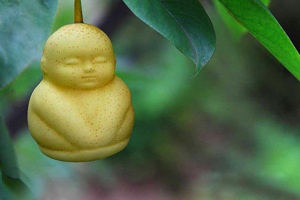 1. Çinli çiftçi Hao Xianzhang, 6 yıllık bir uğraş sonucu arka bahçesinde bu tatlı Buddha armutları yetiştirmeye başlamış.