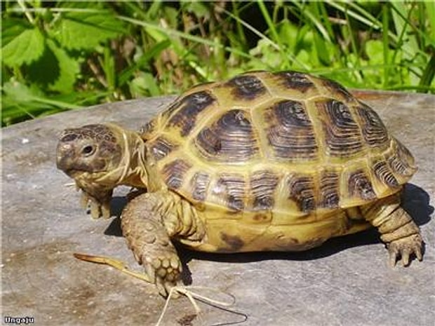 Kaplumbağa
