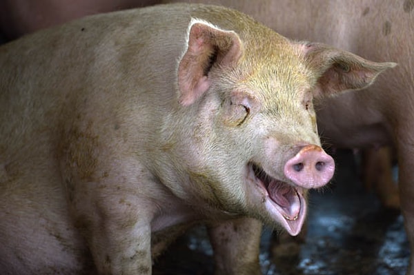 19. У свиньи оргазм длится целых 30 минут 🐷