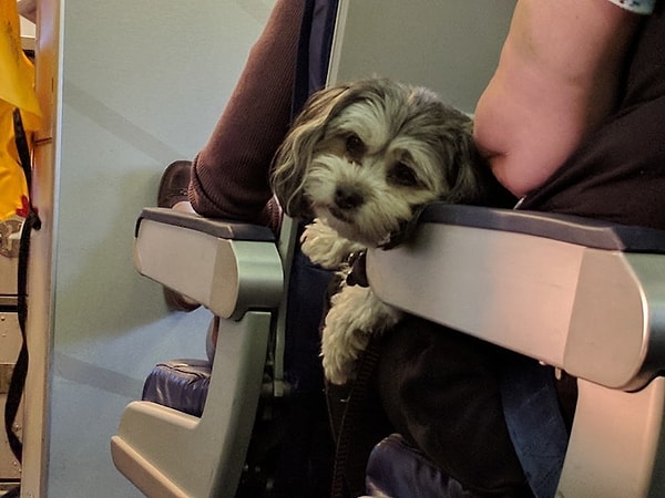 8. Путешествие со щенком всегда можно променять на здоровый сон в пути...