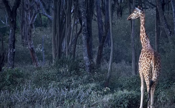 В отеле нет ничего особенного кроме того, что расположился он на 5 гектарах, прилегающих к середине леса, где обитает стадо жирафов Ротшильдов.