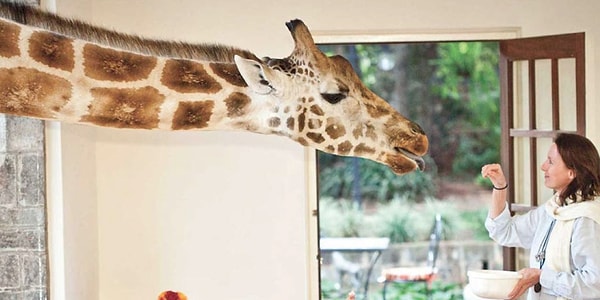 Несмотря на то, что во время завтрака не гарантируются посещения жирафов, как показывает видео (ниже), нередко им приходится появляться, чтобы проверить ситуацию. ("Они делают это «чаще, чем не приходят»", - объясняет компания на странице часто задаваемых вопросов.)