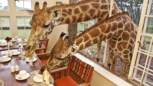 Считается, что находиться так близко к жирафу - все равно, что завтракать с Мадонной или Шер. И такой доступ к животным будет стоить вам недешево.