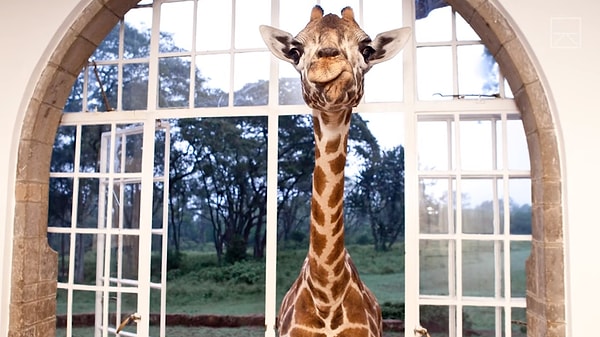 Усадьба взимает около 595 долларов за взрослого и 420 долларов за ребенка за ночь. Питание и напитки включены, но все же это немалые деньги. Хотяяяя, пожалуй, стоит того!