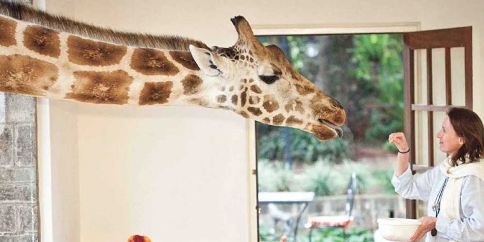 В этом отеле можно позавтракать с жирафом!