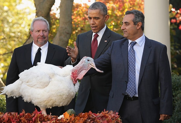 23. Помиловать индейку - святое дело для президента США на День благодарения 🦃