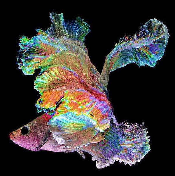 13. Rengarenk bir balık. Su hayatının moda ikonlarından olduğu kesin.