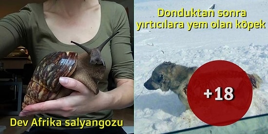 Doğa Hem Şefkatli Hem Acımasız! Bunu Bize Bir Kez Daha Hatırlatan İnanması Güç 20 Görüntü