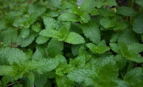 7. Ну на этот вопрос вы наверняка ответите без труда. Что это?