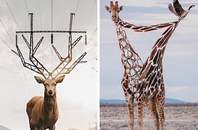 Hayvanlar Alemini Birbirinden İlginç Montajlarla Yeniden Yorumlayan Sanatçıdan 15 Çalışma