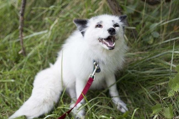 5. Для экспериментов использовались лисы со звероферм.