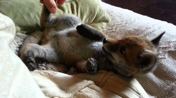 8. За одомашненными лисами не очень сложно ухаживать.