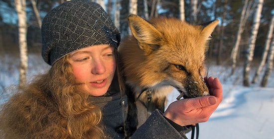 А вы знали, что домашних лисиц вывели у нас в России? 😲