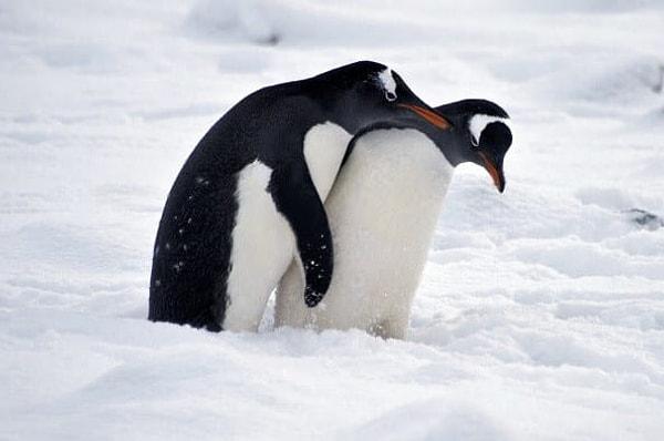 3. 1912 yılında George Murray Levick Antartika'da bir grup pengueni inceliyordu.