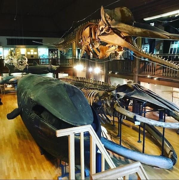13. İsveç'teki Doğa Tarihi Müzesi'nde dünyanın tek içi doldurulmuş mavi balinası bulunuyor.