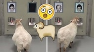 Cambridge Üniversitesi'nden İlginç Deney: Koyunlar Sadece Fotoğraflarına Bakarak Ünlüleri Ayırt Edebiliyor!