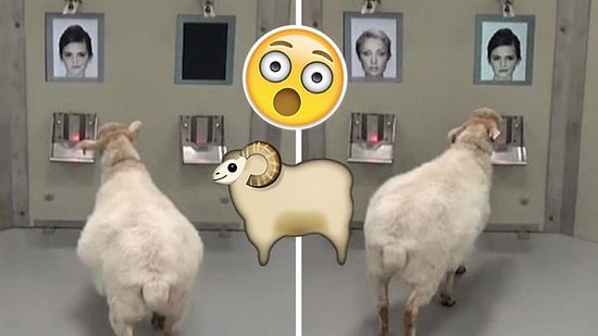 Cambridge Üniversitesi'nden İlginç Deney: Koyunlar Sadece Fotoğraflarına Bakarak Ünlüleri Ayırt Edebiliyor!