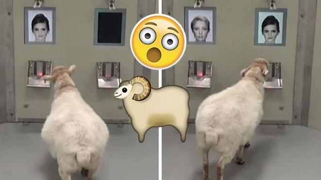 Cambridge Üniversitesi'nden İlginç Deney: Koyunlar Sadece Fotoğraflarına Bakarak Ünlüleri Ayırt Edebiliyor!