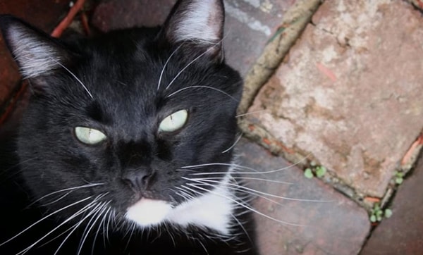 8. Марино прогуливался между клеток с котами, и вдруг из одной клетки высунулась лапа и стукнула Джоша по руке.