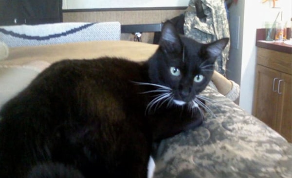 6. Каждый день он оставлял котенку еду, и все больше времени они проводили вместе: как только Марино выходил на улицу, котенок бежал к нему.