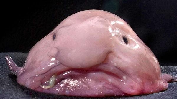 Birçok insan, blobfishin dünyanın en çirkin yaratığı olduğunu düşünüyor.