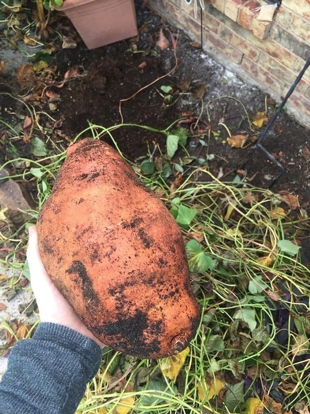 13. Birilerinin evinin dışında tesadüfen bulunan bu devasa patates 🥔