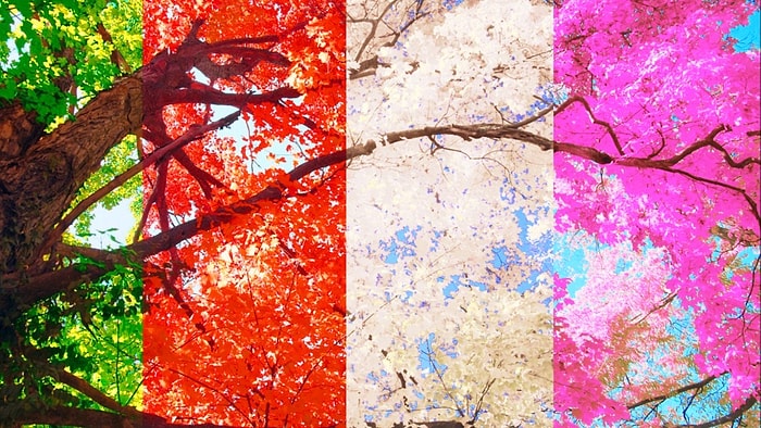 Сможем ли мы угадать, в какое время года вы родились, всего за 8 вопросов?