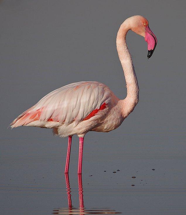 1. Flamingolar neden pembedir?