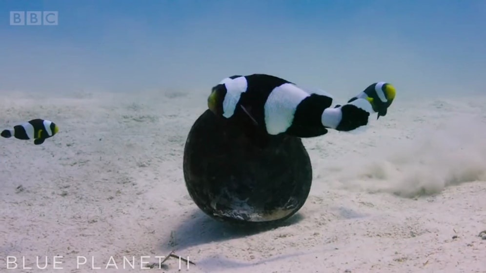 Takım Çalışmasıyla Uygun Doğum Yeri Ayarlayan Palyaço Balıkları