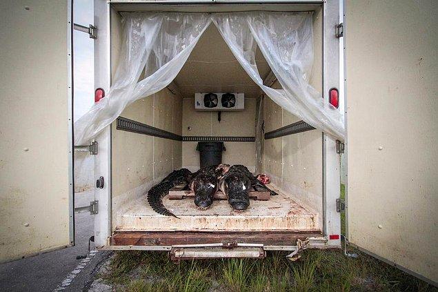 Burada da All American Gator Co. kamyonunun arkasında bir grup yeni öldürülmüş timsah görüyorsunuz.