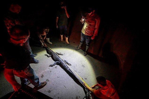 25 yaşındaki Kyle Paino, iki avcı timsahın boyunu ölçerken timsaha doğru ışık tutuyor.