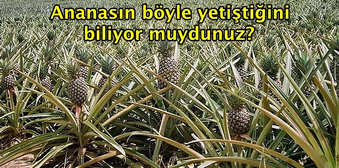 Nasıl Yetiştiğini Hiç Bilmediğinize Çok Şaşıracağınız 15 Meyve ve Sebze