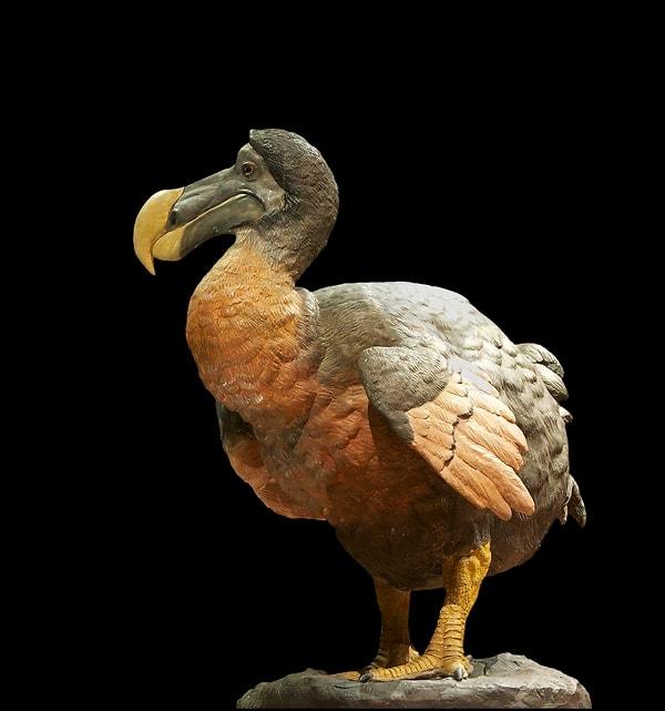 10. Dodo kuşunun nesli neden tükendi?