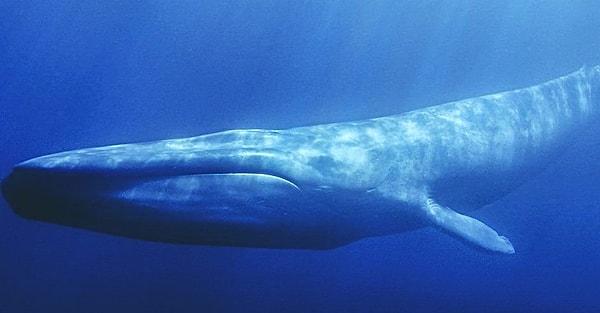 19. Bir mavi balina bir gemiyi yutabilir mi?