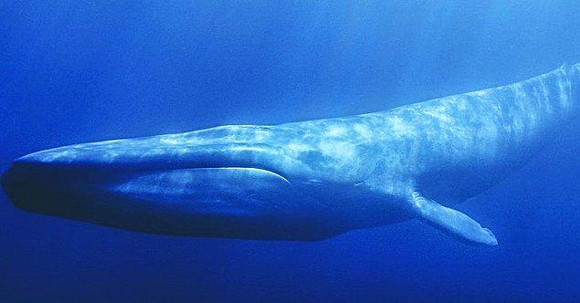 19. Bir mavi balina bir gemiyi yutabilir mi?