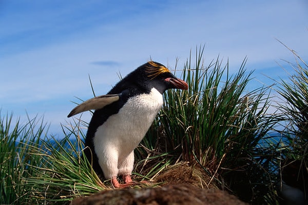 Вы золотоволосый пингвин!