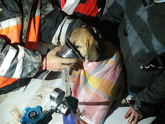 7. 2017'nin unutulmazlarından biri de "Kuyu" köpekti. Kuyu'ya düşen zavallı köpek, içimizdeki merhameti ortaya çıkararak gençlerimize ilham kaynağı olmuş, ona robotik kol tasarlayan öğrenciler, Stanford Üniversitesi'nden davet almıştı.