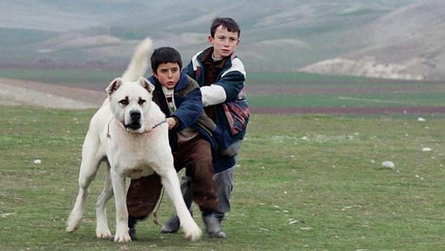18. Sivas (2014) - 71. Venedik Film Festivali Jüri Özel Ödülü
